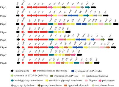 Establishment of a Molecular Serotyping Scheme and a Multiplexed Luminex-Based Array for <mark class="highlighted">Enterobacter aerogenes</mark>